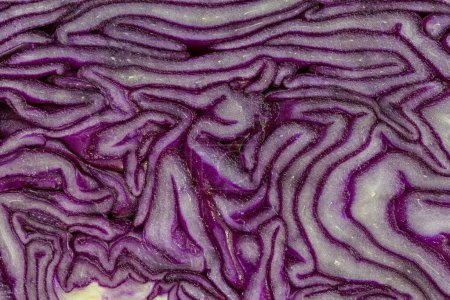 Téléchargez les photos : Belle texture de chou violet frais - en image libre de droit