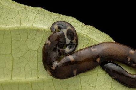 Foto de Imagen de cerca del hermoso gusano martillo sobre hojas verdes de Borneo - Imagen libre de derechos