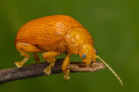 Macro image of beautiful leaf beetle of Sabah, Borneo