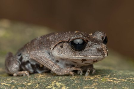 Photo for Nature wildlife macro image of beautiful Low land Litter Frog of Sabah, Borneo - Royalty Free Image