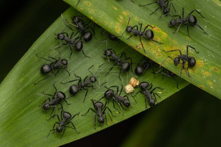 Photo for Macro image of Group of black ant on green leaf - Royalty Free Image