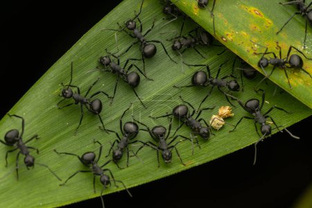 Photo for Macro image of Group of black ant on green leaf - Royalty Free Image