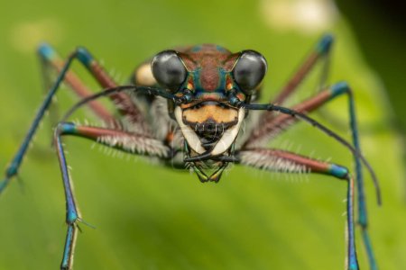 Téléchargez les photos : Macro image du bel insecte Tiger Beetle - en image libre de droit
