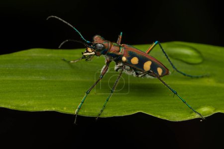 Photo for Macro image of beautiful Tiger Beetle insect - Royalty Free Image
