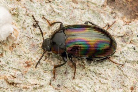 Téléchargez les photos : Bel insecte macro du scarabée métallique - en image libre de droit