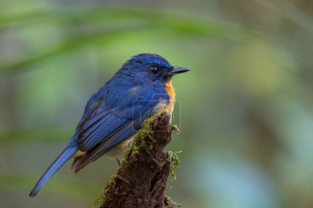 Photo for Nature wildlife image of Dayak blue bird Endemic of Borneo bird on deep jungle forest in Sabah, Borneo - Royalty Free Image