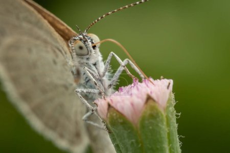 Macro image of Skipper moth perching on flower