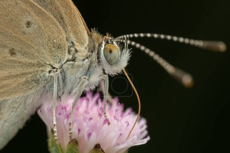 Photo for Macro image of Skipper moth perching on flower - Royalty Free Image