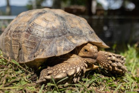 Foto de Primer plano de la tortuga estimulada africana (Geochelone sulcata
) - Imagen libre de derechos
