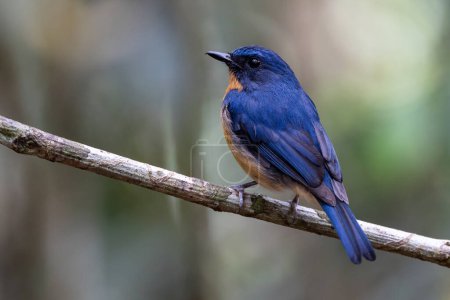 Photo for Nature wildlife image of Dayak blue bird Endemic of Borneo bird on deep jungle forest in Sabah, Borneo - Royalty Free Image
