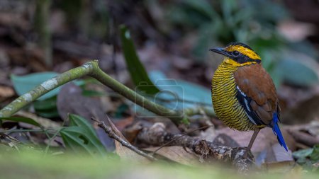 Téléchargez les photos : Nature image de la faune de Bornéo bagué pitta (Hydrornis schwaneri) Il se trouve uniquement à Bornéo - en image libre de droit