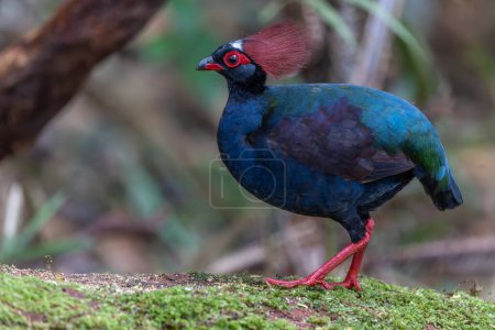 Photo for Nature wildlife portrait image of crested partridge (Rollulus rouloul) also known as the crested wood partridge, roul-roul, red-crowned wood partridge on deep forest jungle. - Royalty Free Image
