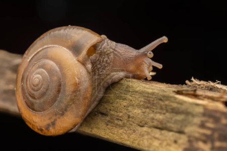 Extreme close-up of brown Snail of Borneo