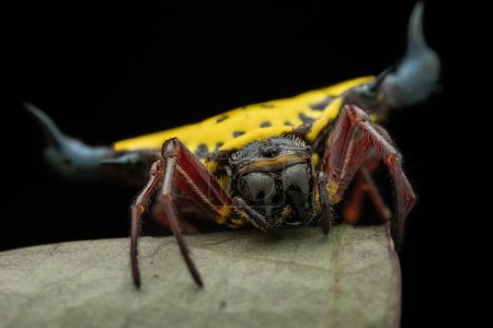 Foto de Primer plano de la hermosa araña tejedora de orbe espinoso sobre hojas verdes - Imagen libre de derechos