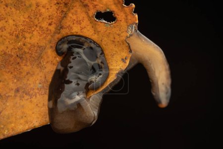 Foto de Imagen de cerca del hermoso gusano martillo sobre hojas verdes de Borneo - Imagen libre de derechos