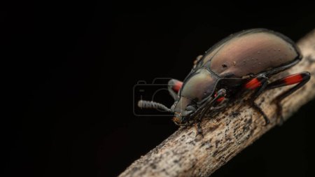 Téléchargez les photos : Belle nature macro insecte de scarabée noir Eucyrtus cf. prétiosus - en image libre de droit