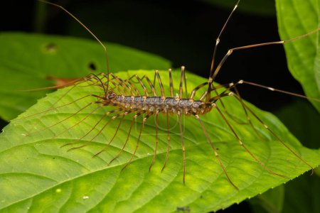 Photo for Beautiful insect of huge House Centipede on green leaf - Royalty Free Image