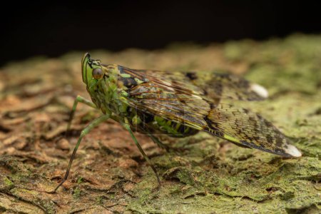 Foto de Hermoso y único insecto de Fulgoridae - Dichoptera Sp. - Imagen libre de derechos