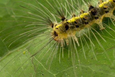 Photo for Beautiful hairy caterpillar of Sabah, Borneo - Royalty Free Image