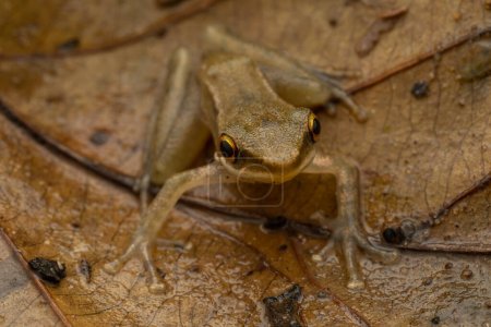 Téléchargez les photos : Macro image de la belle grenouille sur la feuille à Sabah, Bornéo - en image libre de droit