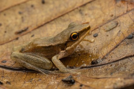 Photo for Macro image of beautiful Frog on leaf at Sabah, Borneo - Royalty Free Image