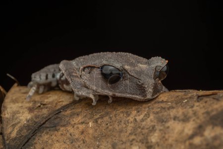Téléchargez les photos : Nature faune macro image de la belle Basse terre Litter Frog de Sabah, Bornéo - en image libre de droit