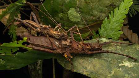 Foto de Naturaleza vida silvestre de Maiting Stick Insecto (Haaniella echinata) - Imagen libre de derechos