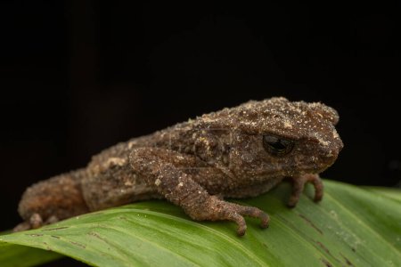Photo for Nature wildlife image of Spiny Slender Toad (Ansonia spinulifer) - Royalty Free Image