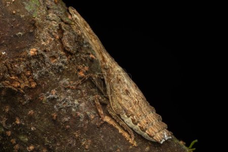 Foto de Hermoso y único insecto de Fulgoridae - Dichoptera Sp. - Imagen libre de derechos