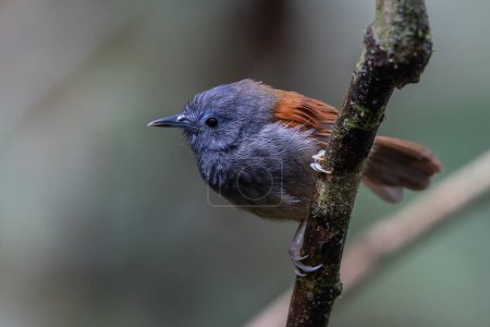 Foto de Imagen de fauna natural del pájaro Babbler alado castaño en la selva profunda - Imagen libre de derechos