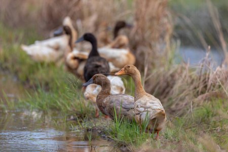 Groupe de canard mignon sur étang artificiel pendant la soirée