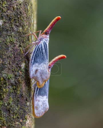 Téléchargez les photos : Nature images de la faune de belle punaise lanterne, Pyrops sultanus - en image libre de droit