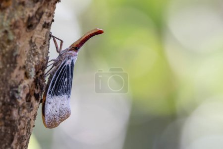 Photo for Nature wildlife footage of beautiful Lantern bug, Pyrops sultanus - Royalty Free Image