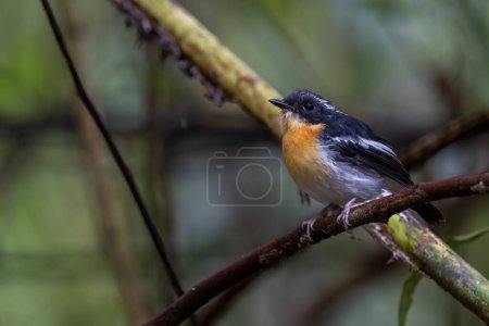 Photo for Nature wildlife of colourful Rufous-chested flycatcher perching on tree branch - Royalty Free Image
