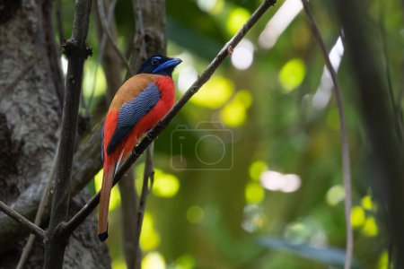 Photo for Nature wildlife of scarlet rumped trogon bird perching on tree branch - Royalty Free Image