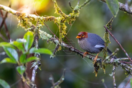 Téléchargez les photos : Bel oiseau d'une grive à capuchon de châtaignier riant sur la nature forêt verte - en image libre de droit