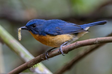 Foto de Naturaleza fauna imagen de Dayak blue bird Endémico de Borneo ave en selva profunda en Sabah, Borneo - Imagen libre de derechos