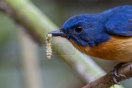Foto de Naturaleza fauna imagen de Dayak blue bird Endémico de Borneo ave en selva profunda en Sabah, Borneo - Imagen libre de derechos