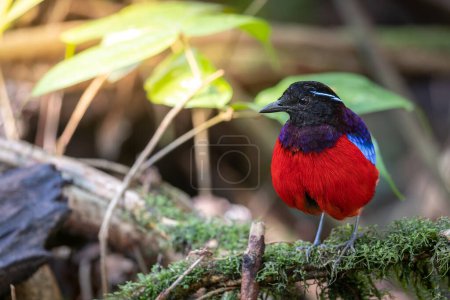 Photo for Beautiful Black Crowned Pitta is one of the endemic species that is found in Borneo - Royalty Free Image