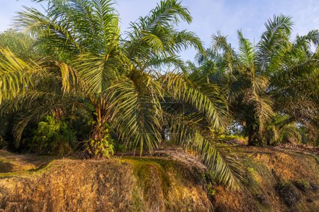 Photo for Oil palm plantation owned by local community - Royalty Free Image