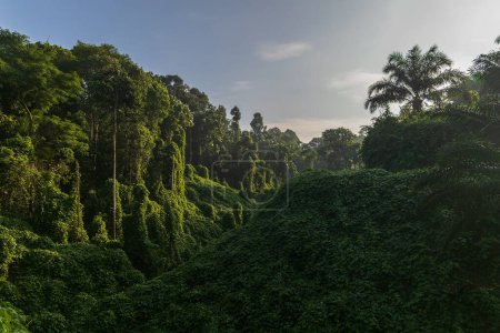 Foto de Increíble hermosa naturaleza verde profundo de selva virgen de Sabah, Borneo - Imagen libre de derechos