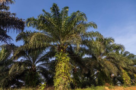 Téléchargez les photos : Plantation de palmiers à huile appartenant à la communauté locale - en image libre de droit