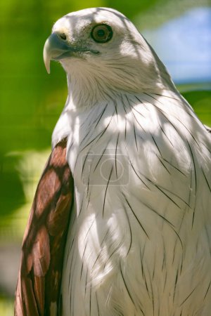 Téléchargez les photos : Image portrait de l'aigle cerf-volant Brahminy - en image libre de droit