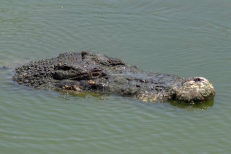 Téléchargez les photos : Nature faune image de crocodile sur une piscine - en image libre de droit