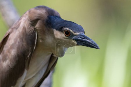 Photo for Nature wildlife footage of Black-crowned night heron on a park. - Royalty Free Image