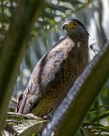 Foto de Naturaleza fauna imagen de Crested Serpent Eagle en la selva profunda - Imagen libre de derechos