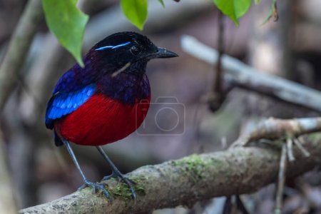 Photo for Beautiful Black Crowned Pitta is one of the endemic species that is found in Borneo - Royalty Free Image