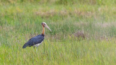 Photo for Nature wildlife image of Lesser Adjutant Stork bird on paddy field - Royalty Free Image