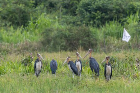 Foto de Imagen de vida silvestre de la naturaleza del ave cigüeña ayudante menor en el arrozal - Imagen libre de derechos