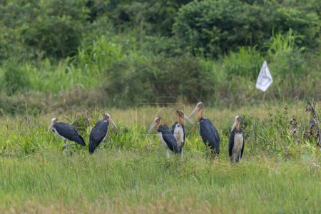 Foto de Imagen de vida silvestre de la naturaleza del ave cigüeña ayudante menor en el arrozal - Imagen libre de derechos